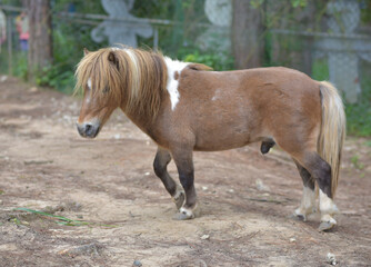 Obraz premium a brown male pony in the zoo