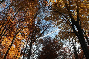 lovely forest of many trees with yellow and red autumn leaves seen from below