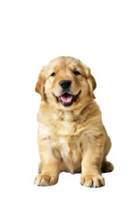 High quality backgroundless cutout of the full body of a chubby and adorable golden retriever puppy dog