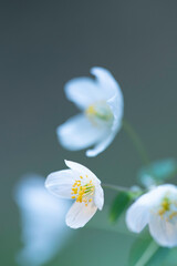 Macro shot of a beautiful white small forest blooming flower. Colorful natural spring background with copy space. 