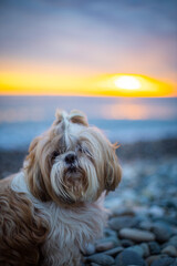 shih tzu dog sits on the seashore at sunset