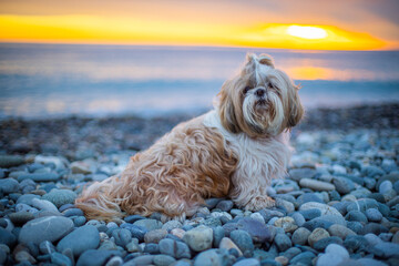 shih tzu dog sits on the seashore at sunset