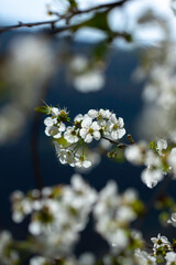 White blooming cherry branches. Nature, spring, beauty, backgrounds. 