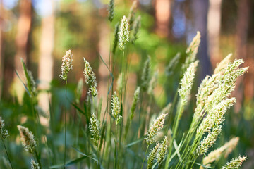Flowering herbs that cause many allergies (family Poaceae or Gramineae).
