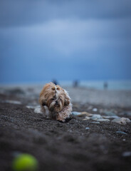 shih tzu dog walks along the seashore in a storm