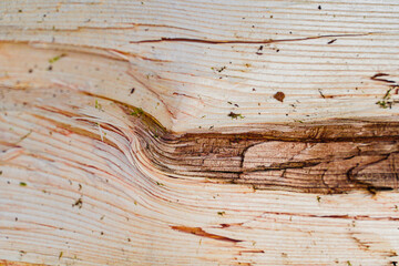 Detailed Broken Wood Trunk Texture