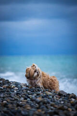 shih tzu dog sits on the seashore in a storm