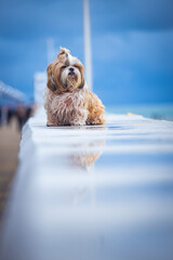shih tzu dog walks along the coast