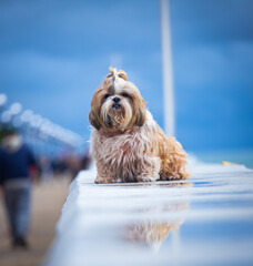 shih tzu dog walks along the coast