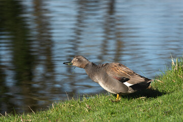 An adult male gsdwall (Mareca strepera) shakes himself off the water while standing on the shore of a pond - 748951717