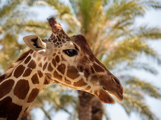 portrait of a giraffe