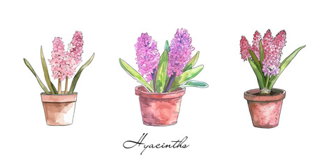Obraz premium Pink purple hyacinth collection watercolour drawing isolated on transparent background