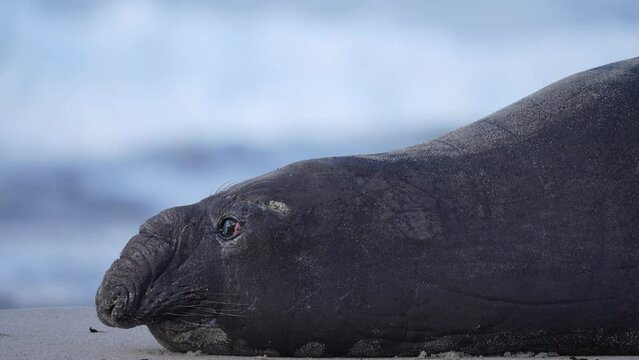 Rare sighting of a vagrant southern elephant seal (Mirounga leonina) in full moult on the Onrus beach near Hermanus, Whale Coast, Overberg, Western Cape, South Africa.