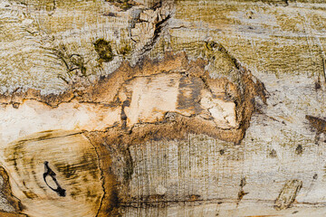 Wooden Oak Trunk Texture