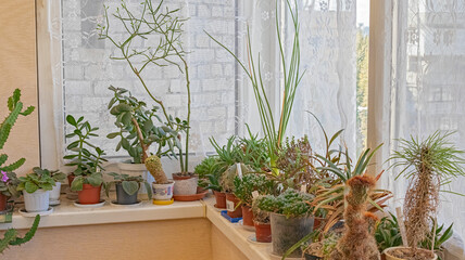 A collection of houseplants of cacti and succulents nestled on the balcony windowsill