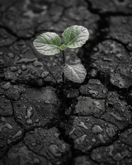 Hope Sprouts on Barren Ground