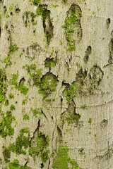 Wood Bark Texture