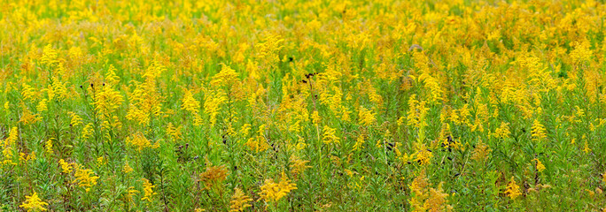 Goldenrod Fills a Country Prairie