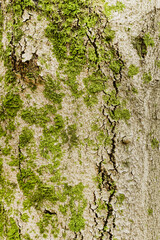 Wood Bark Texture with Moss