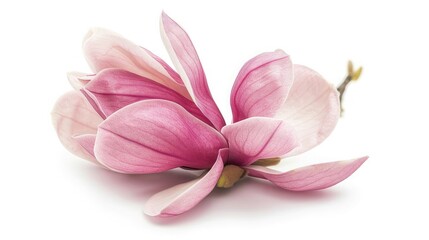 Fototapeta premium Pink magnolia flower isolated on white background with full depth of field