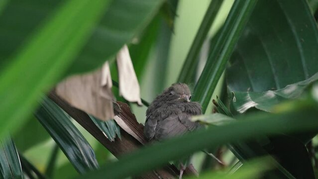 Cute baby cardinal bird in tropical palm tree