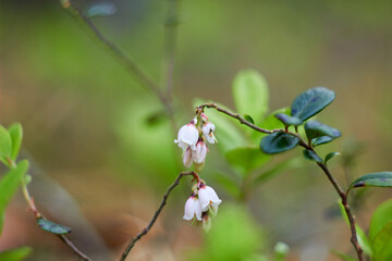 Vaccinium vitis-idaea, family Ericaceae. Pale pink lingonberry flowers in the forest in spring.
