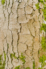 Cracked Wood Bark Texture