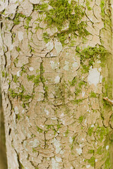 Peeling Wood Bark Texture