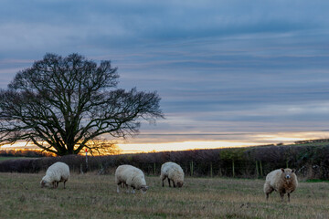 Suffolk sheep grazing on the field, Warwickshire, England