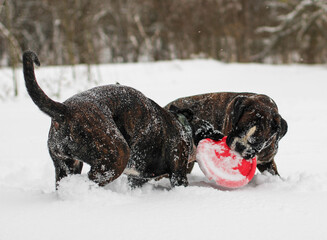 Two brindle boxer dogs are playing and running together outside in snow with the red frisbee