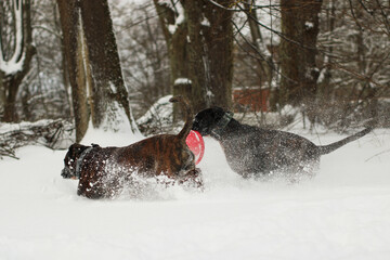 Two brindle boxer dogs are playing and running together outside in snow with the red frisbee