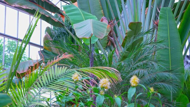 Ravenala madagascariensis palm flowering plants or traveller's tree, traveller's palm or East-West palm from Madagascar slowly moving its leaves while surrounded by various exotic tropical plants.
