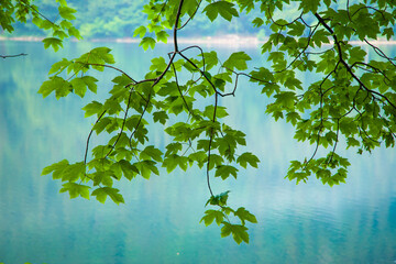 Maple tree leaves in foreground at lake Feldsee near Titisee, Black Forest, Germany