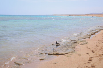 Seagull fly over sea ocean 