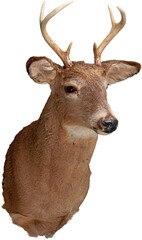 LAYER-LAB_1551817164F_LC