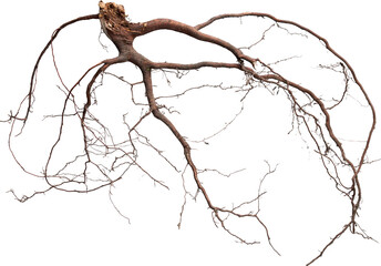Tree Roots Detailed - Ready to use PNG Cutout Premium Isolated Image