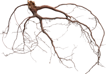 Tree Roots Detailed - Ready to use PNG Cutout Premium Isolated Image