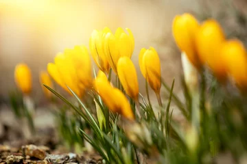 Foto op Plexiglas krokusy żółte jako wiosenne tło, Crocus sieberi © meegi