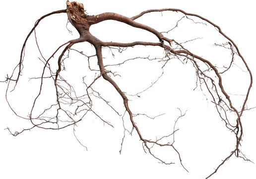 Sprawling brown tree roots with fine filaments isolated on transparent background