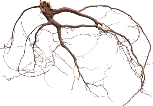 Tree Roots Detailed - Ready to use PNG Cutout Premium Isolated Image