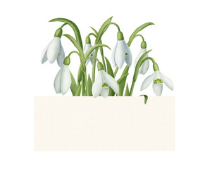 Group of snowdrops with ribbon for text. Hand drawn color illustration isolated on transparent background for your design.