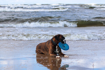 Beautiful dark brindle german boxer is running playing with a blue frisbee disc toy on the beach at...