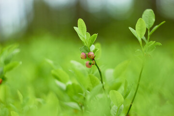Blueberry flowers (Vaccínium myrtíllus) in spring forest
