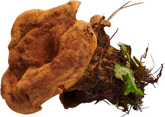 LAYER-LAB_1209227184F_LC