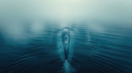 The calm waters part as a blue whale's dorsal fin breaks the surface. Fog envelops the scene, adding an ethereal quality to the whale's quiet surfacing