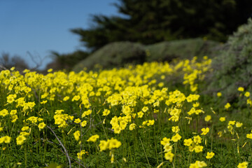 field of yellow flowers