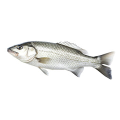 fresh fish on transparent background, clipping path, png, 