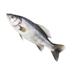 fresh fish on transparent background, clipping path, png, 