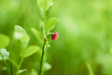 Blueberry flowers (Vaccínium myrtíllus) in spring forest
