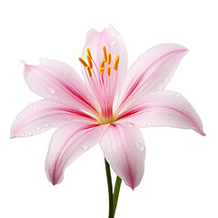 Naklejka premium Rain Lily isolated on transparent background